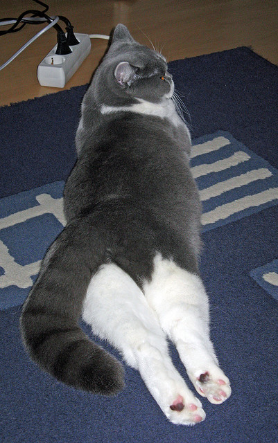 开云体育平台APP-陈雨菲的跨国担当，马来西亚队力克德国队，团队精神闪耀羽坛