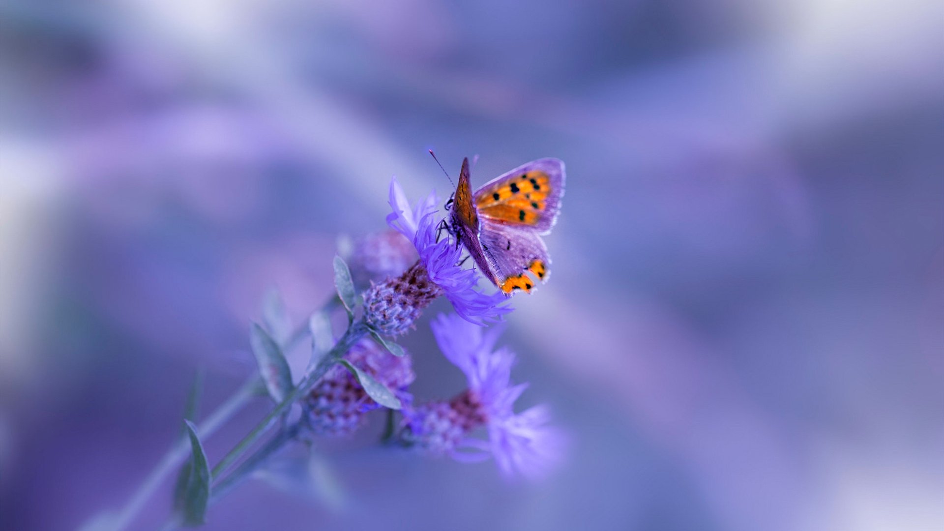 烈焰与冰锋，当桃田贤斗点燃赛场，德国人用冷静完成史诗翻盘