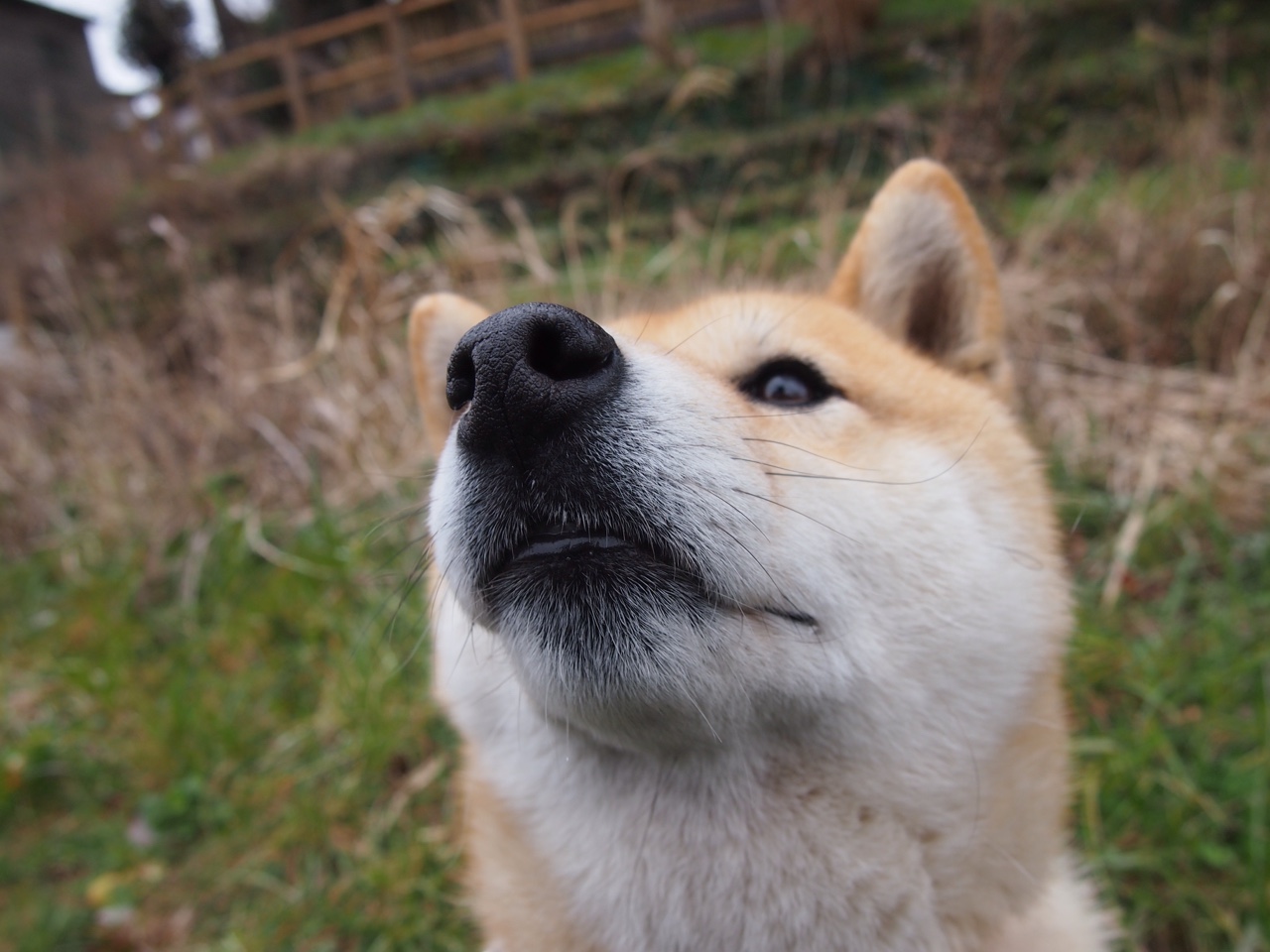 加时鏖战，猛龙擒蜂！班凯罗无解表现诠释何为未来超巨