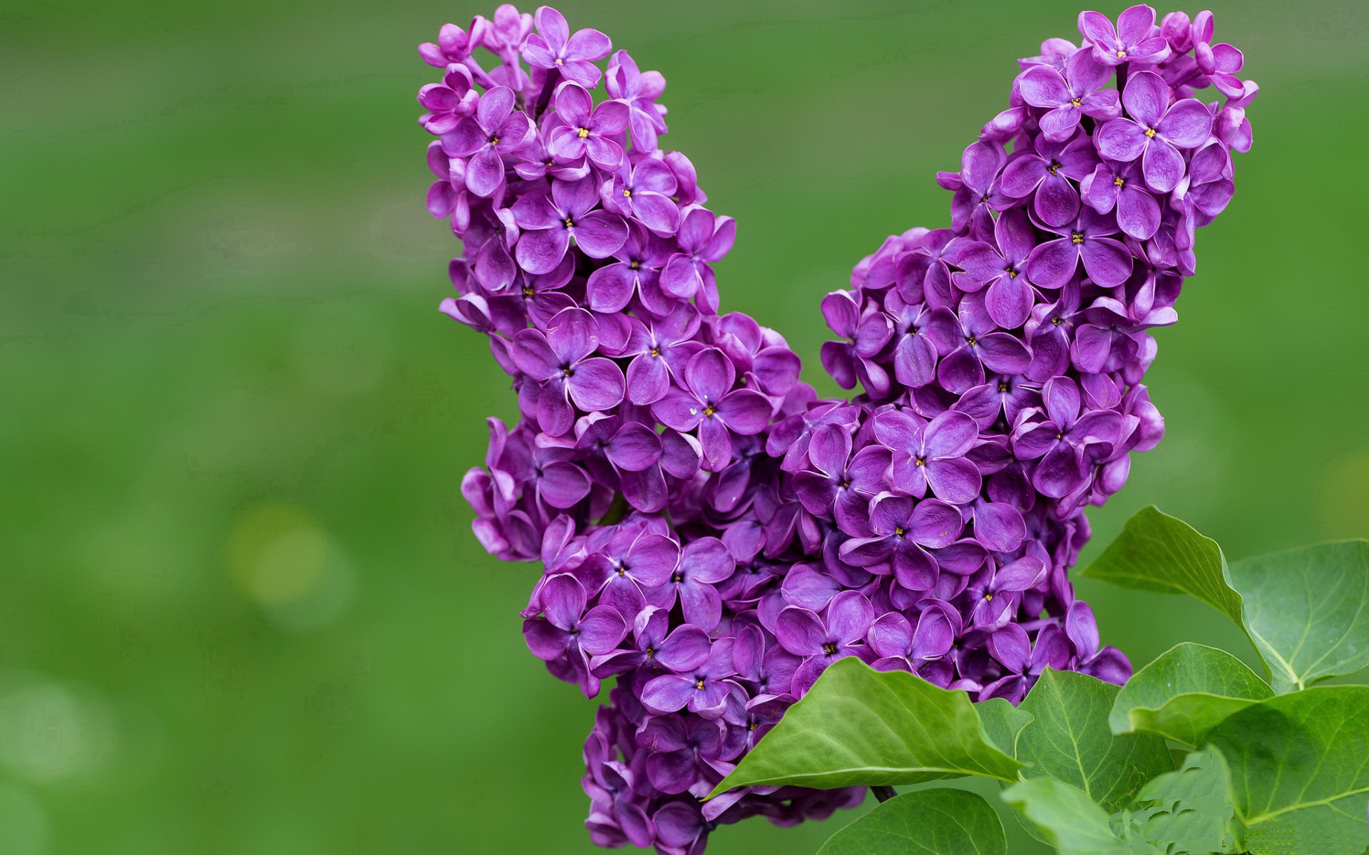 门迪,封印桑巴舞步的牙买加长城