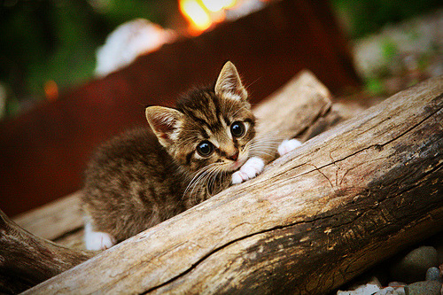 开云体育官网-关键先生与暴君，莫兰特献祭式突破，国王加时碾碎快船铁幕