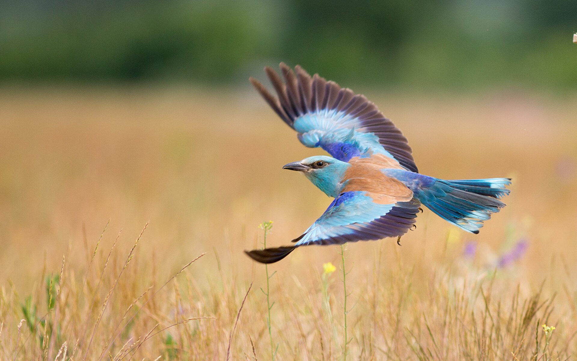 开云体育-天山崛起！强压广厦背后的关键先生拉梅洛
