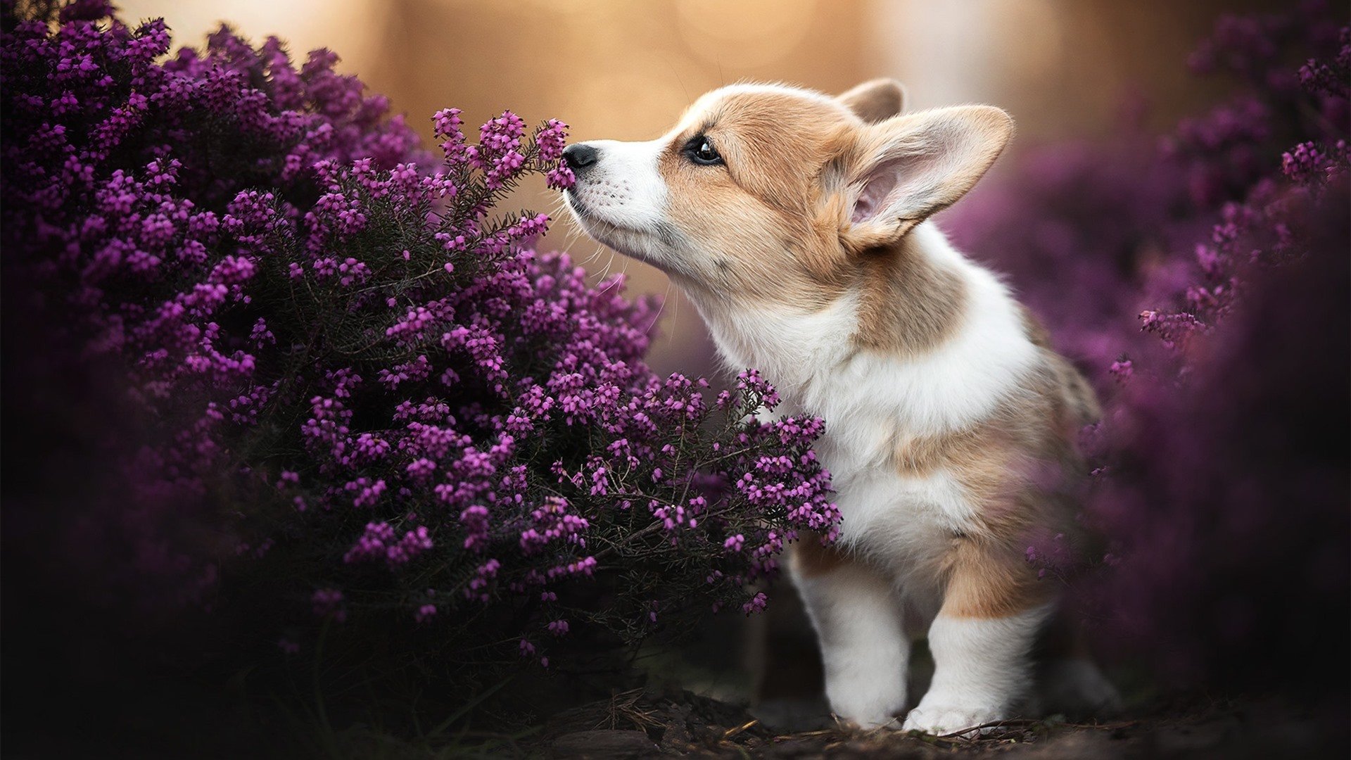 哈利伯顿末节闪电战狂轰19分，导演步行者惊天逆转击溃浙江