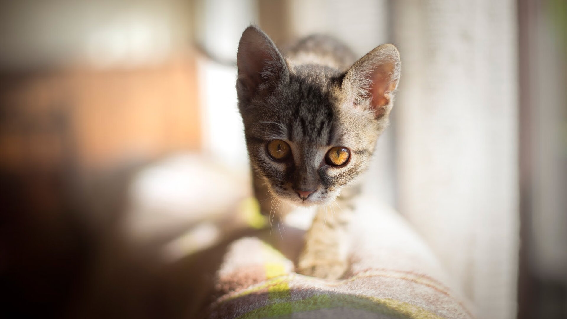 跨时空的接管者，当霍勒迪用同一双手扼住两种命运