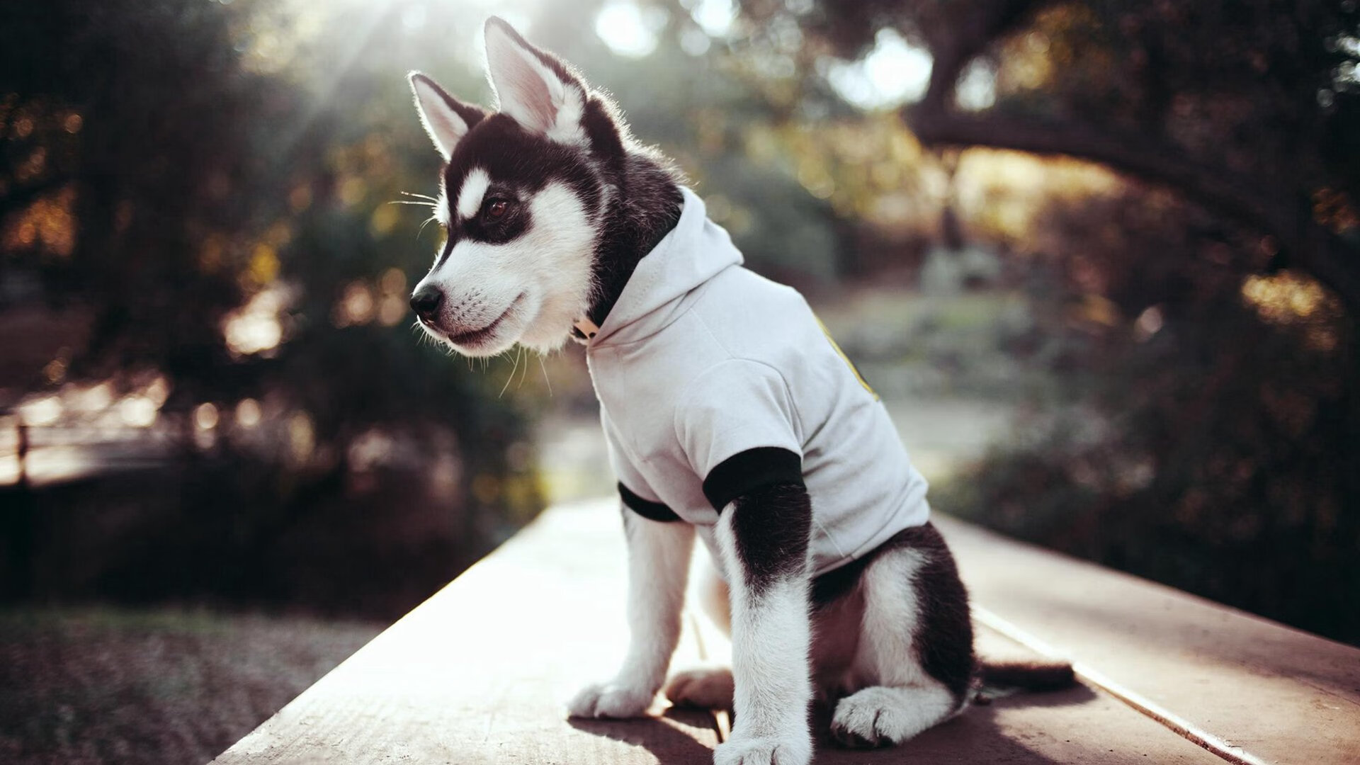 橙衣军团借刀破局,哈兰德三箭定罗马,荷兰足球的间接胜利