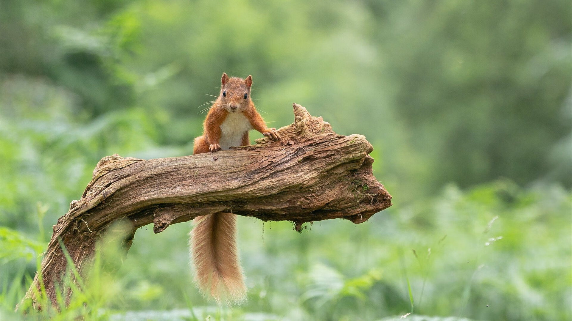 开云体育-总决赛夜惊雷，西亚卡姆用一场震撼，定义唯一生涯夜