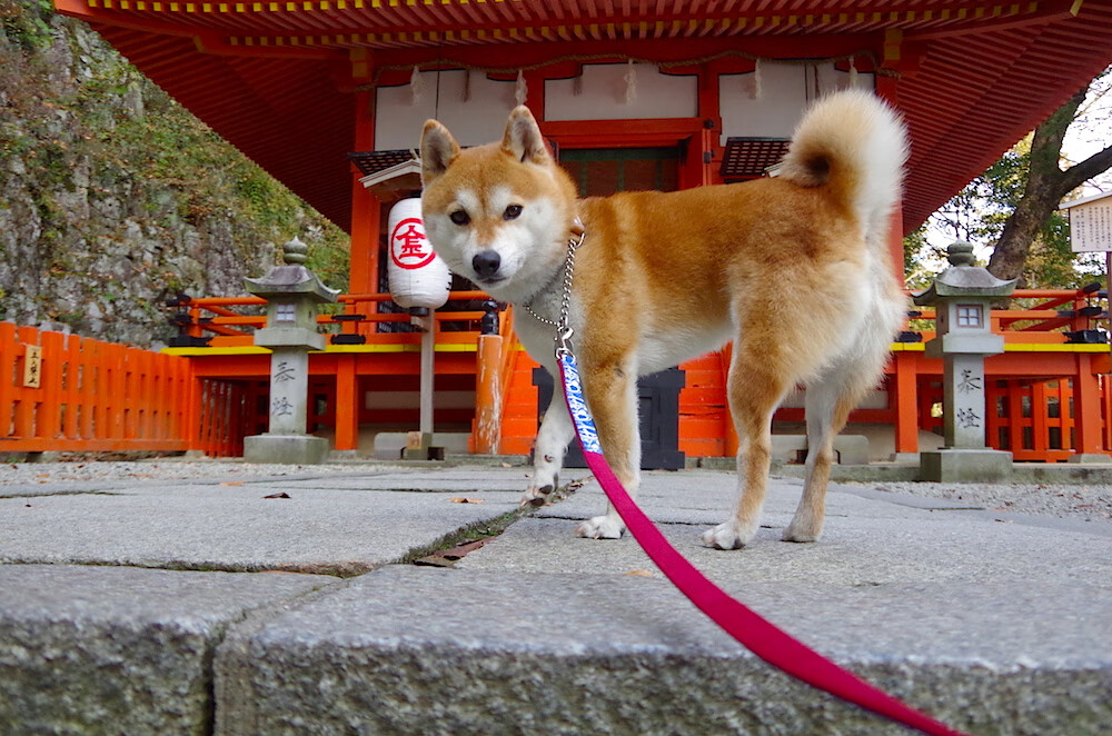 新王当立？杰伦·格林49分击碎湖人，一场比赛如何改写了休城的宿命