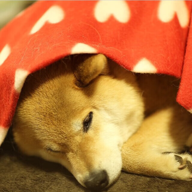 红魔铁骑如何打穿沙漠防线？美加墨世界杯唯一性对决的战术密钥