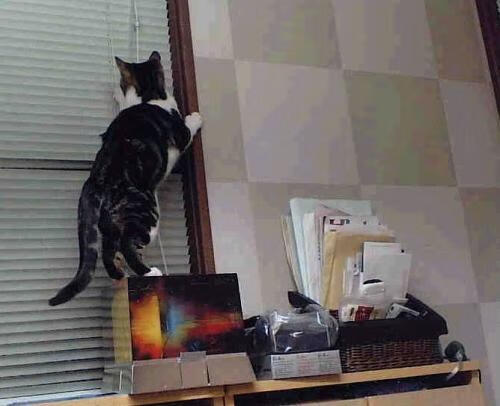 沙漠之鹰在圣保罗展翅，迪马利亚单骑扛旗，阿尔及利亚战士逆转那不勒斯