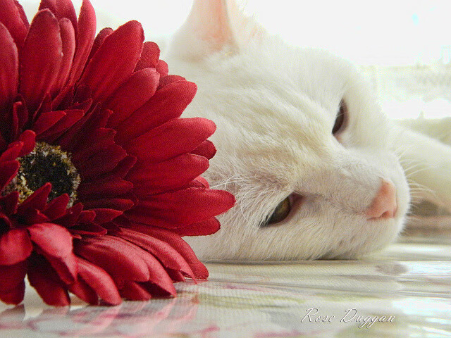 开云体育app-引擎轰鸣与篮球破网，一场跨界的火力压制揭幕战