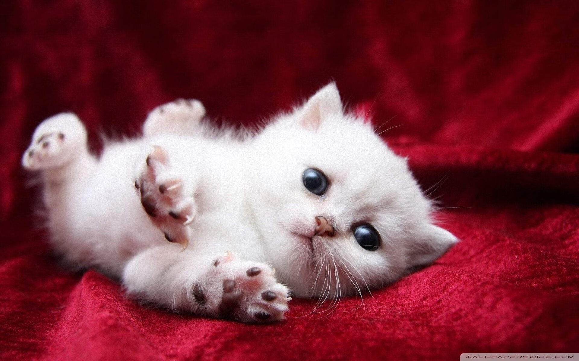 开云体育在线-南美高原之鹰远征西非，罗德里戈—从矿坑到国家英雄的唯一制胜